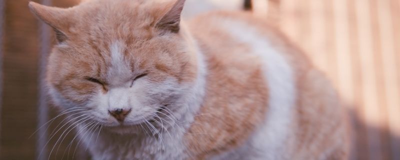 猫咬猫后颈是什么意思