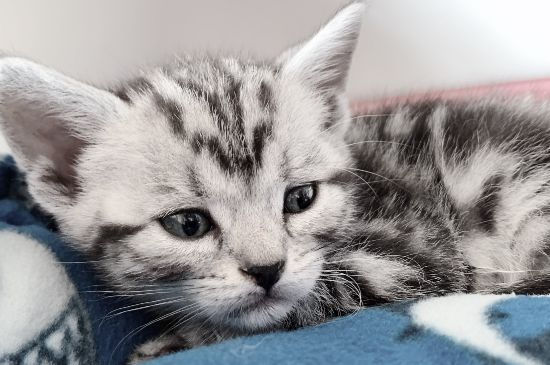 猫一直叫是为什么