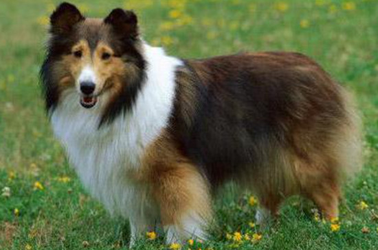 喜乐蒂牧羊犬的优点和缺点