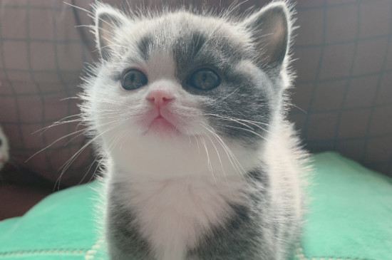 猫咪拉肚子怎么办