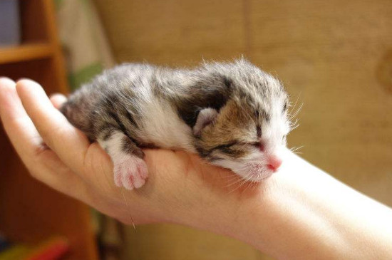 小猫一天睡多久