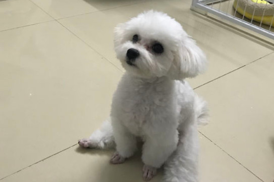 比熊犬疯了怎么办