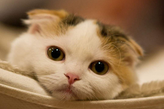 孕妇不能养猫吗