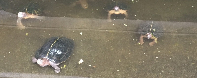 乌龟肠炎会自愈吗