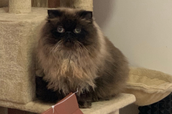 纯种喜马拉雅猫价格，喜马拉雅猫幼崽多少钱一只