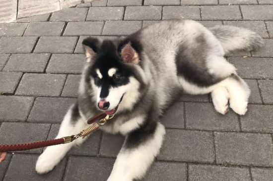 适合家养的大型犬