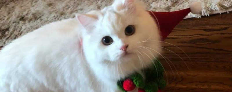 猫鼻支怎么治疗