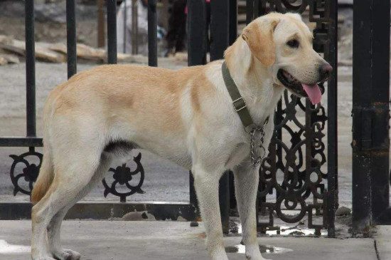 检疫犬是做什么的