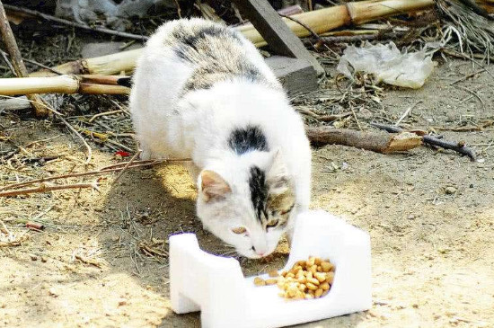 流浪猫吃什么