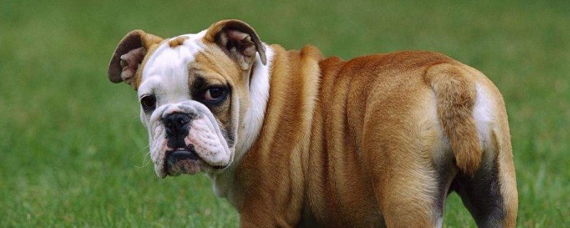 英斗犬的优缺点，温顺忠诚但体味重口水多