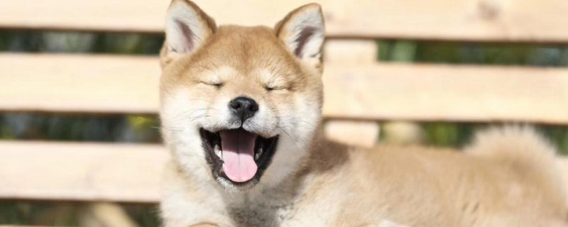 如何整治柴犬的犟脾气