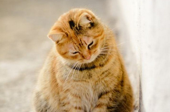 猫有寄生虫的症状