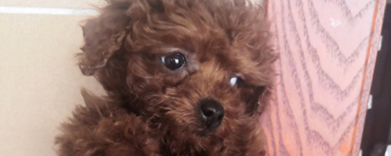 泰迪犬为什么叫泰迪
