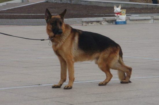 德国牧羊犬的优点和缺点