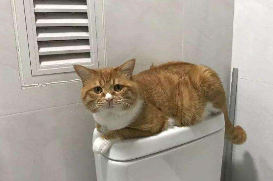 猫咪拉屎带血怎么回事