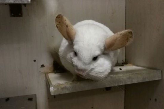 龙猫是什么动物