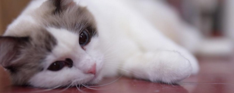 猫毛过敏怎么办