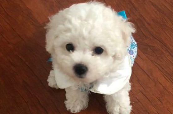 养比熊犬需要准备什么