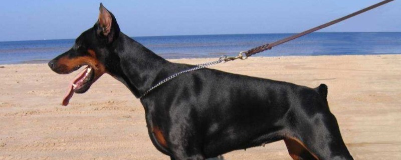 德国防暴犬排名，世界3大防暴犬品种