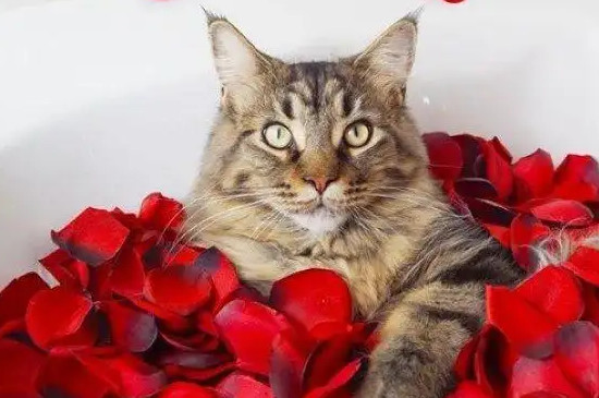 玫瑰花对猫有毒吗