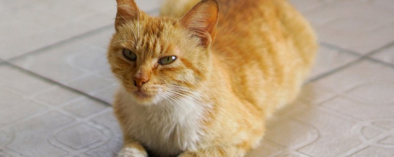 猫吐绿色呕吐物