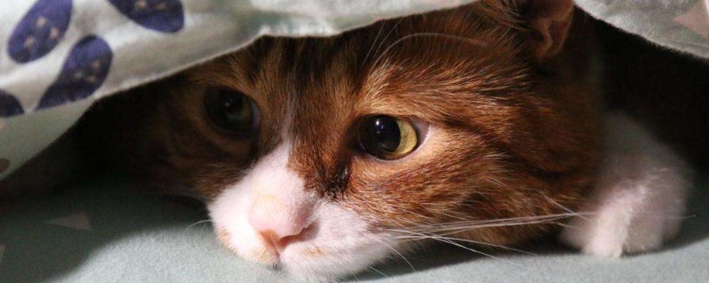 猫能喝牛奶吗