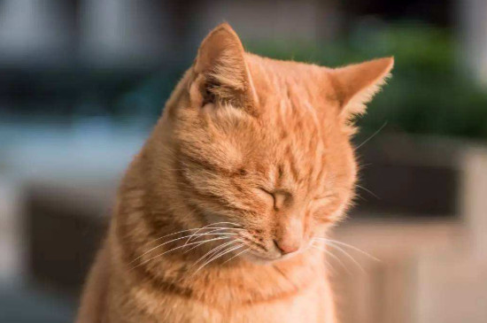 猫咪大便带血怎么办