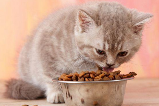 猫咪可以吃玉米吗