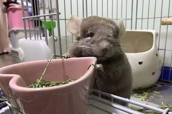 龙猫吃什么食物