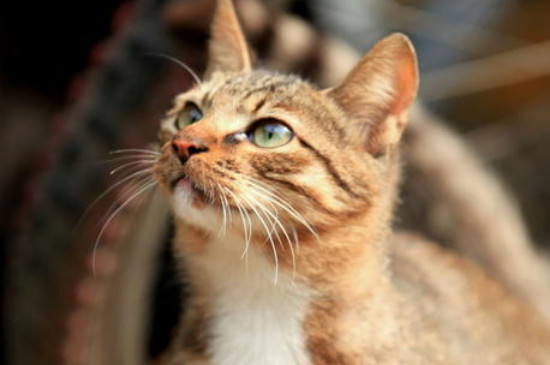 野猫和家猫的区别