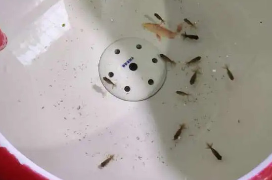 孔雀鱼小鱼多久能和大鱼一起