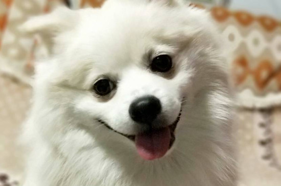 狗能吃牛油果吗