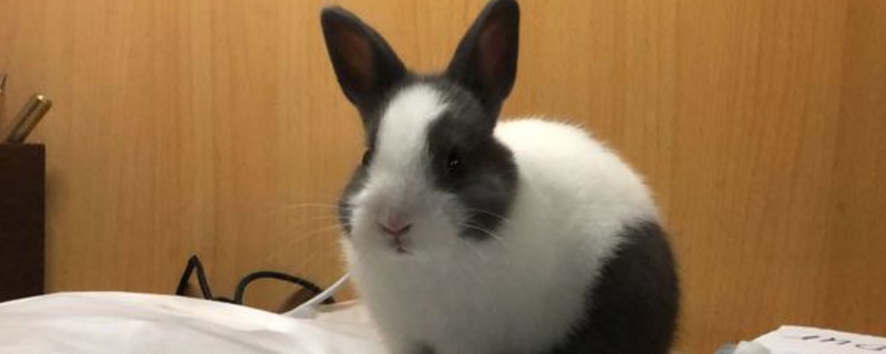 侏儒兔凶吗