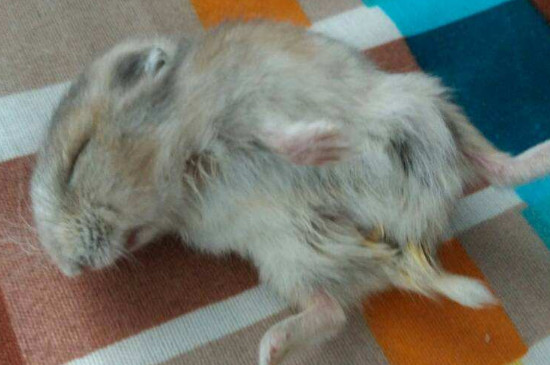 仓鼠死前的睡姿