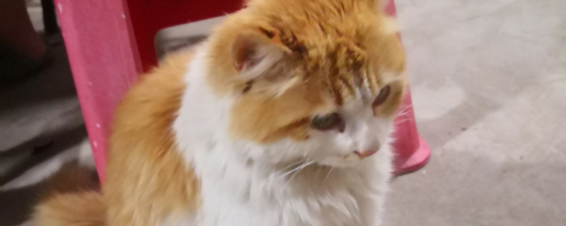猫应激反应症状