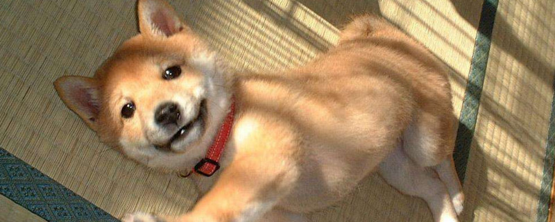柴犬被打后的心理