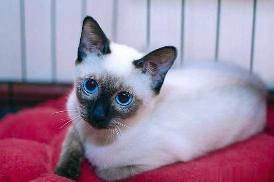 猫洗脸意味着什么