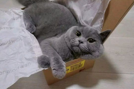 串串蓝猫和纯种区别