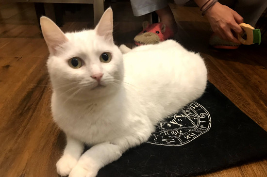 猫会记仇吗