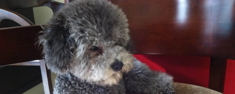 泰迪公犬的发情期