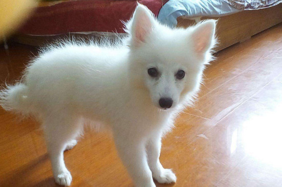 银狐犬怎么养