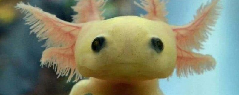 六角龙鱼死亡征兆