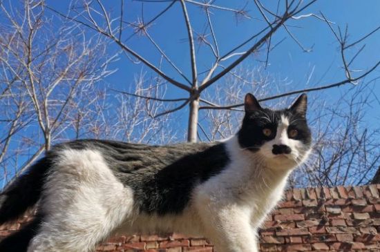 猫不小心吃了蛋白怎么办