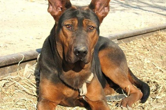 川红犬护主吗