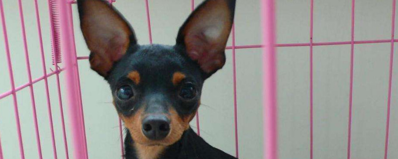 迷你杜宾犬缺点