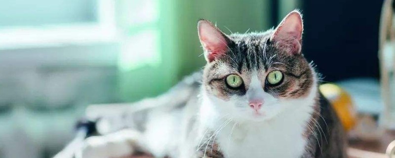 猫肾衰竭症状