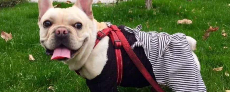 法斗犬什么时候不调皮