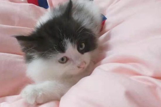 猫不吃东西怎么办