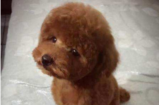 泰迪茶杯犬能长多大，泰迪茶杯犬喂养的注意事项