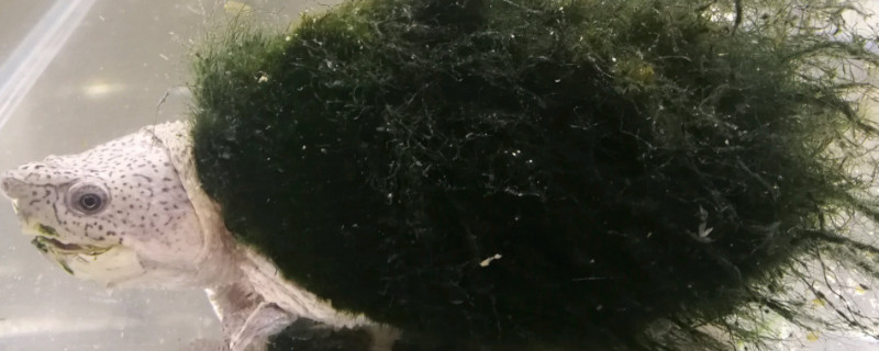 剃刀龟养几只